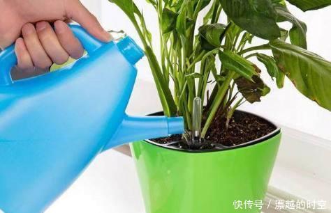 养花|夏天养花,别做几种“险事”,避免养一盆烂一盆