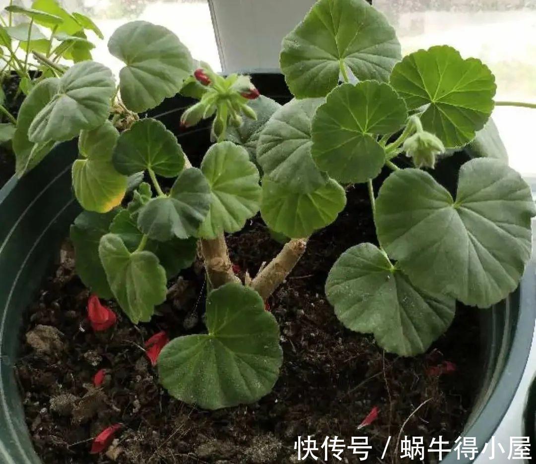 花苞|初秋8种花不能剪,轻则不开花,严重可能剩空盆