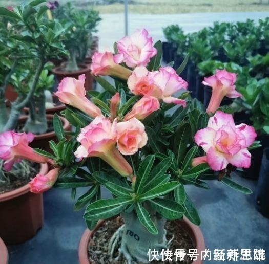 烂根|家中养沙漠玫瑰，土里加点“料”，怎么养都不烂根，花开不间断！
