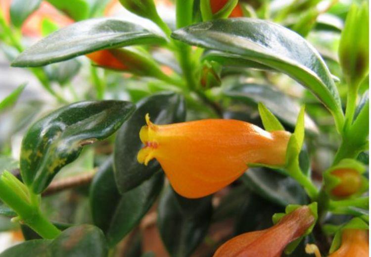 3种花超漂亮,沾土就活,开花又大又艳,谁看谁喜欢