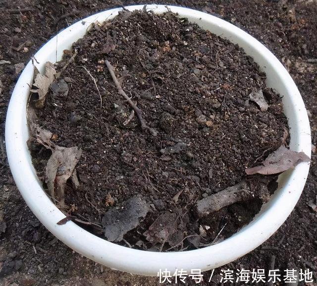 养花|7种“垃圾”不是废物,泡一下水,肥的流油,养花一级棒