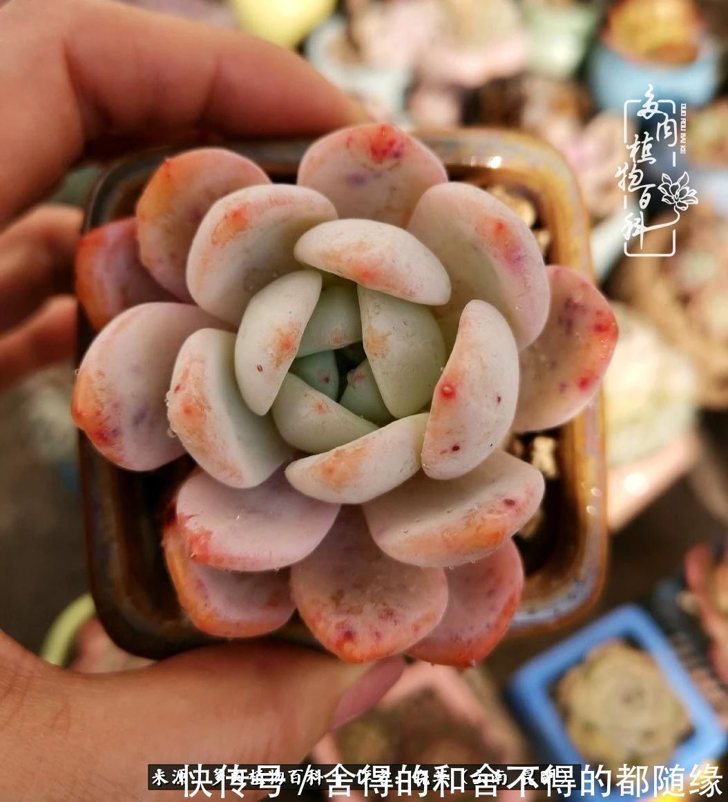 生活的本质就是爱,喜悦,和平!养多肉的快乐是金钱买不到的!