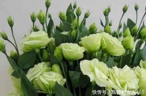 50种植物花语,不要再傻傻送错花了