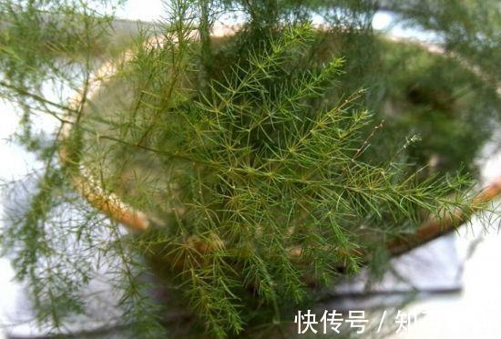 枝叶|文竹叶子发黄能不能剪掉,来看看养花达人怎么说