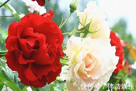 蓝妖|月季花杜鹃花栀子花总是养不活教你一招,连开3个月!