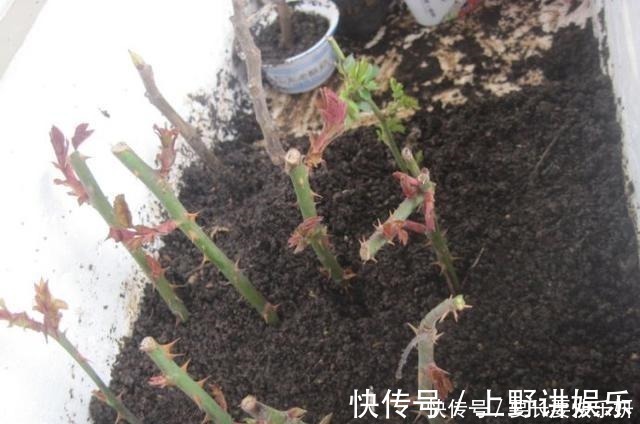 养分|扦插月季只长新叶不长根2种处理方法,提高成活率!