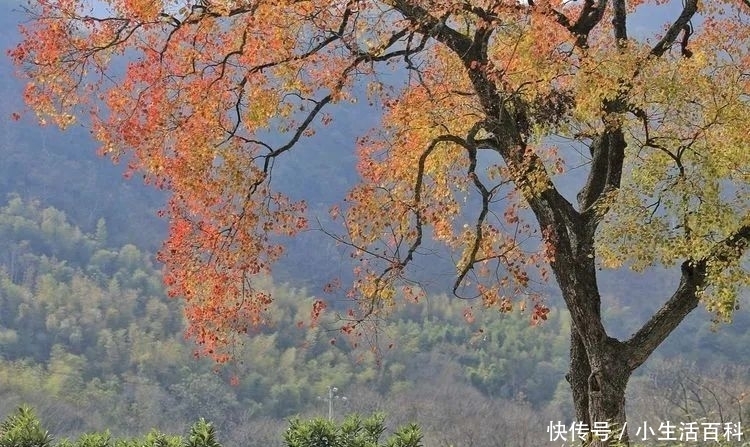 楠溪秋景绝美，冬来繁华将尽，错过待来年！