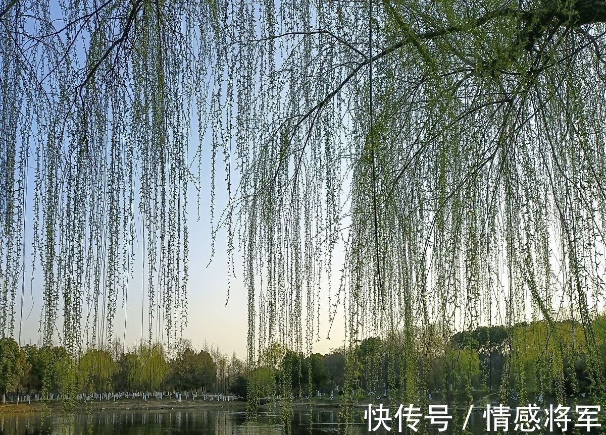 柳树!唐朝折杨柳古诗五首:莫言短枝条,中有长相思