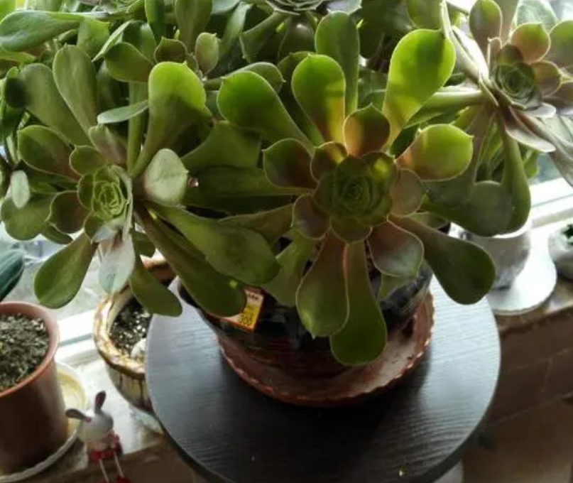 植物|别把铁罐子扔了、卖了,钻孔养花,植物长得好,越看越讨喜