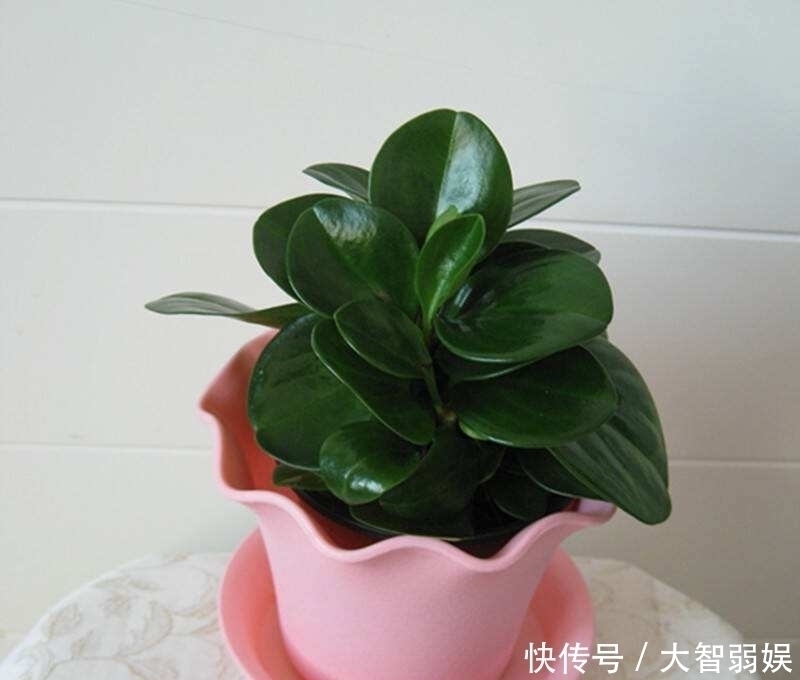 积水|家里空间小、光线不好就选4种花，好养又不占地方