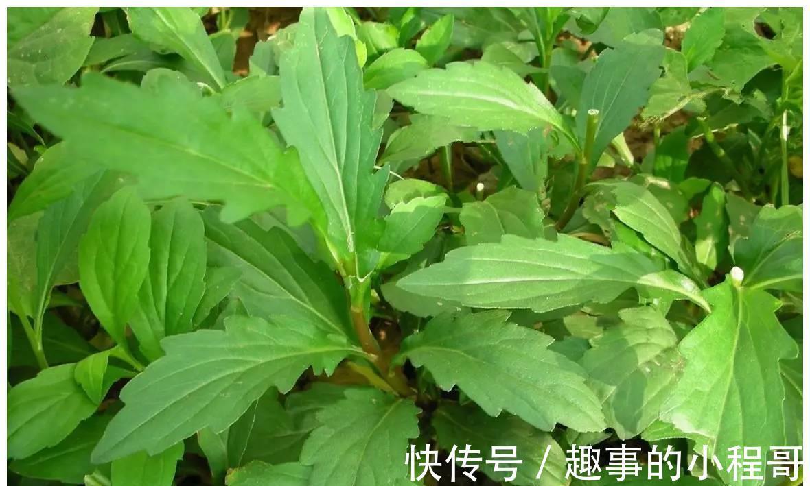 草本植物|农村7种野菜，在南方冬季可以采挖来吃，你都吃过几种？不要错过