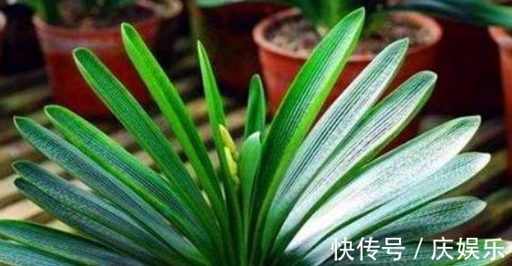 养花|出门捡块“它”,砸碎扔盆里,土壤疏松不板结,几年不换盆也能长