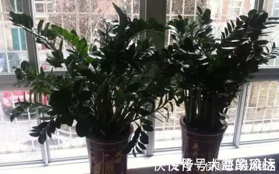叶片|养花不如“养树”,这3种最合适,养人、旺财、吸甲醇,值!