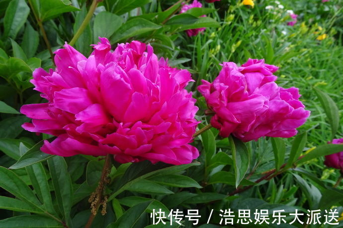 菊花|喜欢菊花,不如养盆“稀世牡丹”日本红,花色艳丽,红艳欲滴!