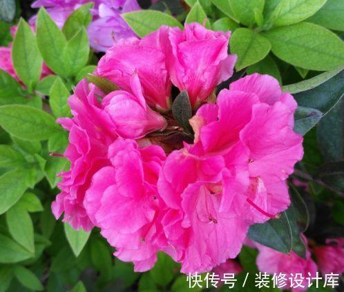 盆栽|从8月18日开始,家养此款花卉,好养易活、耐干旱,是盆栽佳品