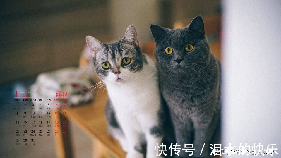 |幽默笑话:姐姐带我去相亲,她送了一件皮衣让我穿,我感动坏了!