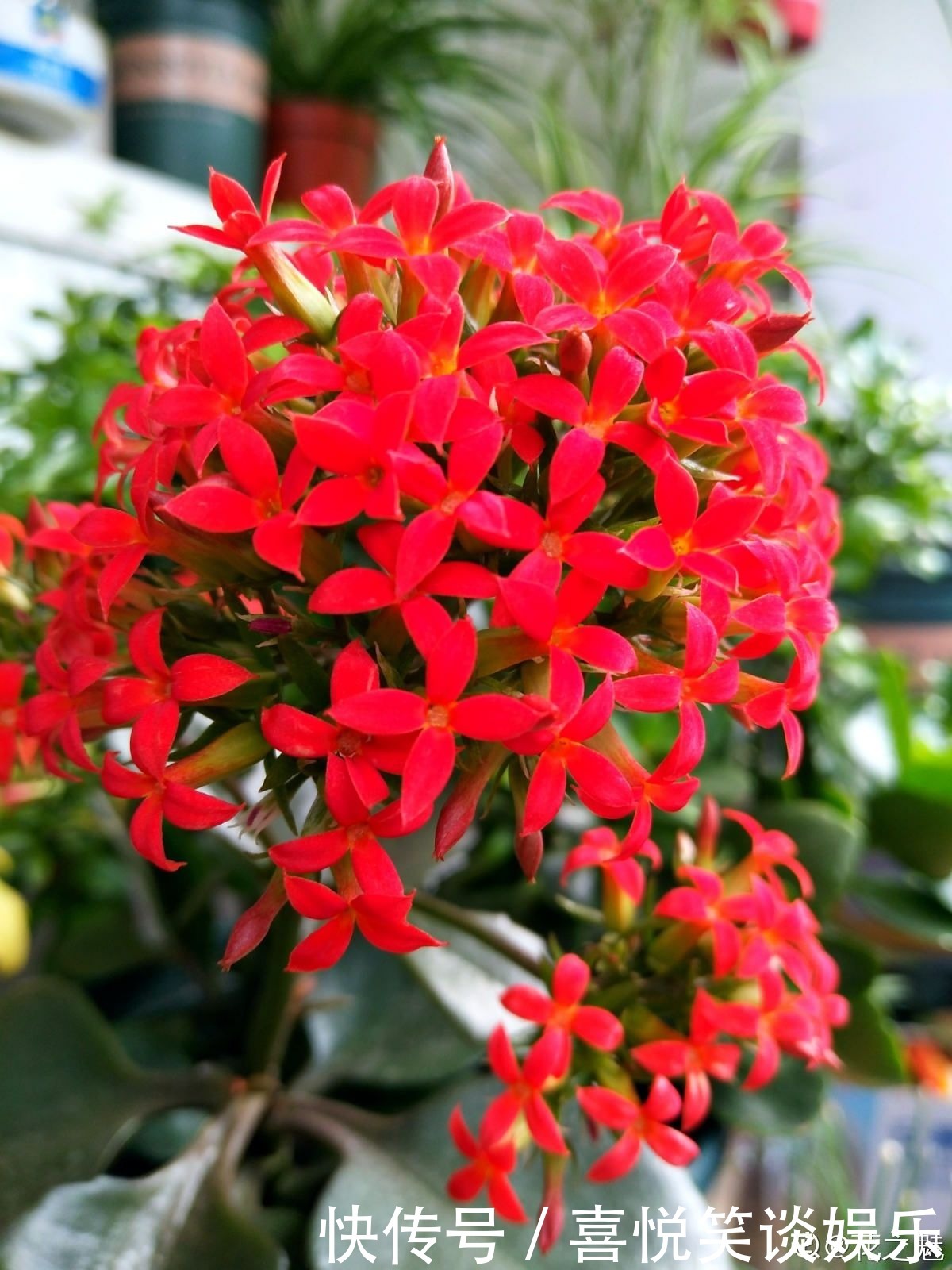 花花|长寿花现在还不冒花苞,赶紧用个“狠招”,很快就开花爆盆