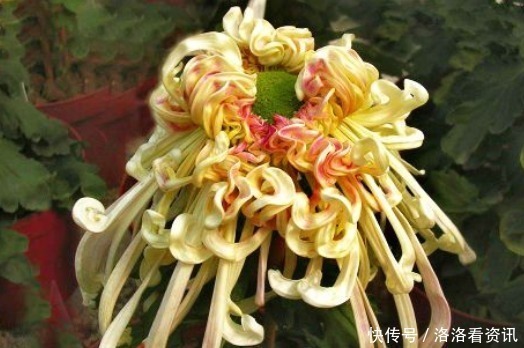 喜欢菊花,不如养盆“菊中珍品”沽水流霞,艳似娇霞,份外夺目