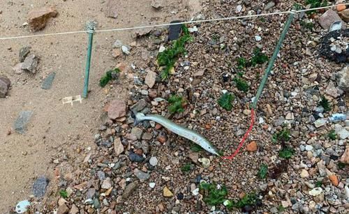 渔民|此鱼嘴巴尖细,很难钓到,聪明的渔民有办法放“针良船”