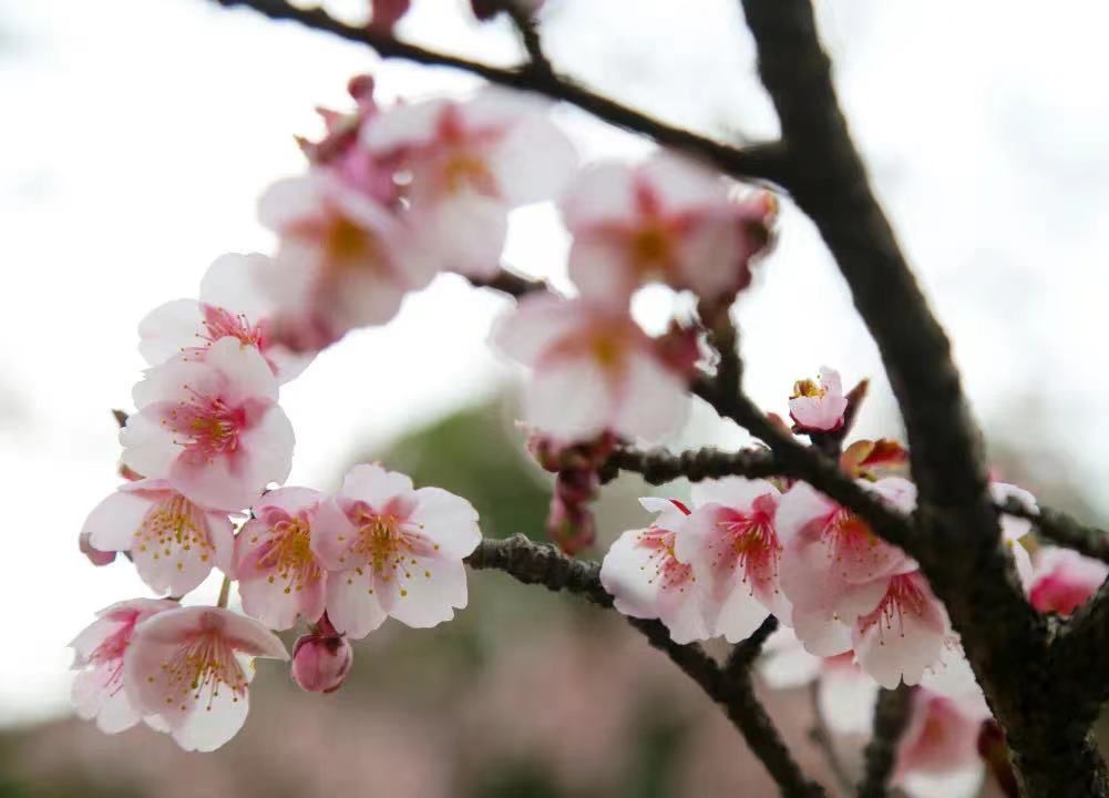 樱花大道|融融暖意唤醒春之歌，顾村公园第一朵樱花悄然绽放