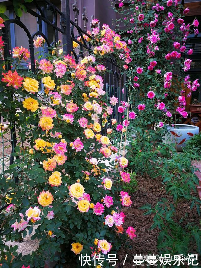春天家里养此款花，花期长花量大，一盆千百朵，枝头花苞满