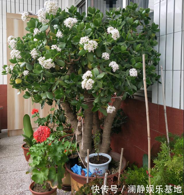 5种霸气花,个个“丑八怪”却吉利镇宅,丢在角落不管,一样爆棚