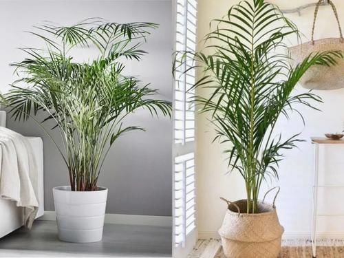 散尾葵买没几天就不断黄叶，还容易招惹害虫，真有这么难养吗？