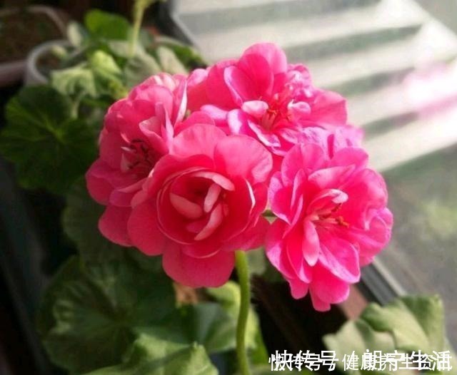 香味|开花漂亮，花期长又勤花，连叶子都带香味，这种花值得养！