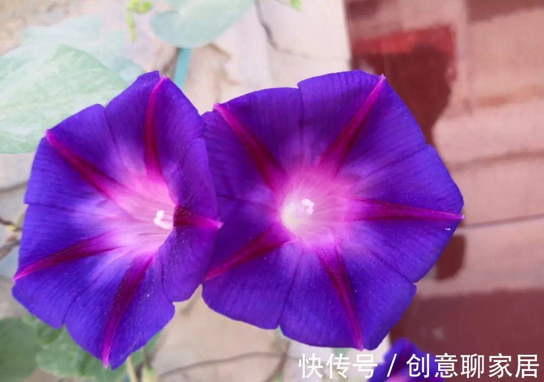 凤仙花|10种花开完不要剪，等20天之后，1盆变多盆