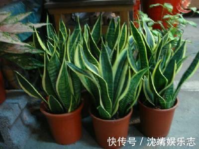 会长势|3种植物,越淋雨长得越快越好,叶更绿,花更美,爆盆快!