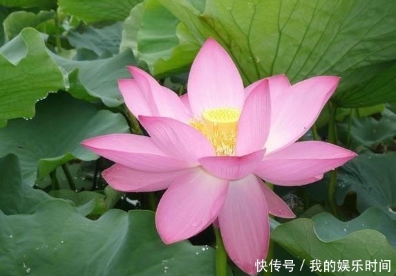 农村|在农村,很多人并不知道这些花是可以吃的,你吃过几种?