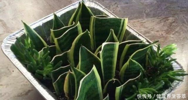 这三种植物烂根了别扔掉,简单几步促新根,又是一盆健壮的植株!