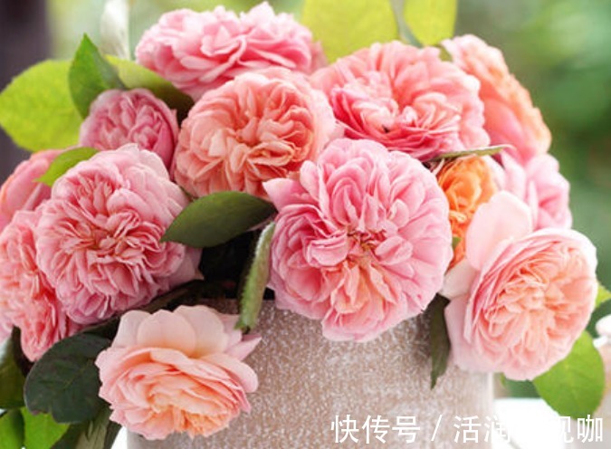 金缕玉衣|喜欢菊花，那就养“精品玫瑰”亚伯拉罕，似金缕玉衣，雍容华贵