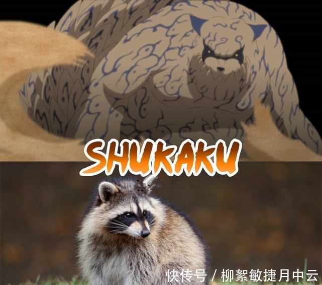 守鹤|火影尾兽的现实原型,一尾化身可爱狸猫,九尾原型眼神伶俐