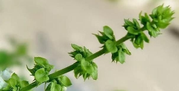 心肌缺血|农地里一种野菜，养心平肝降三高，被称为餐桌上的“胰岛素”