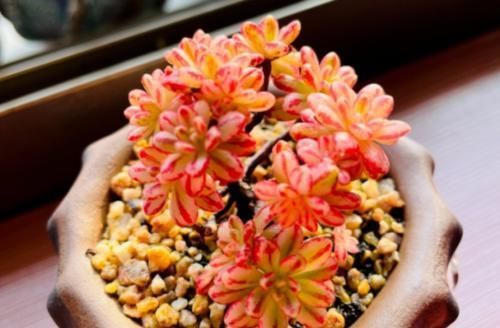 盆儿|有没有喜欢多肉植物,但养啥死啥,最后只剩下一堆盆儿的人?