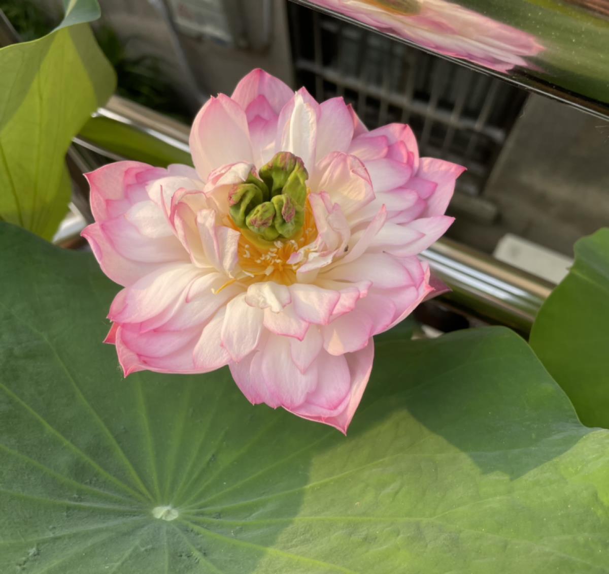 花朵|5种花都说不吉利，我却养了一大盆，每年开花都美翻了