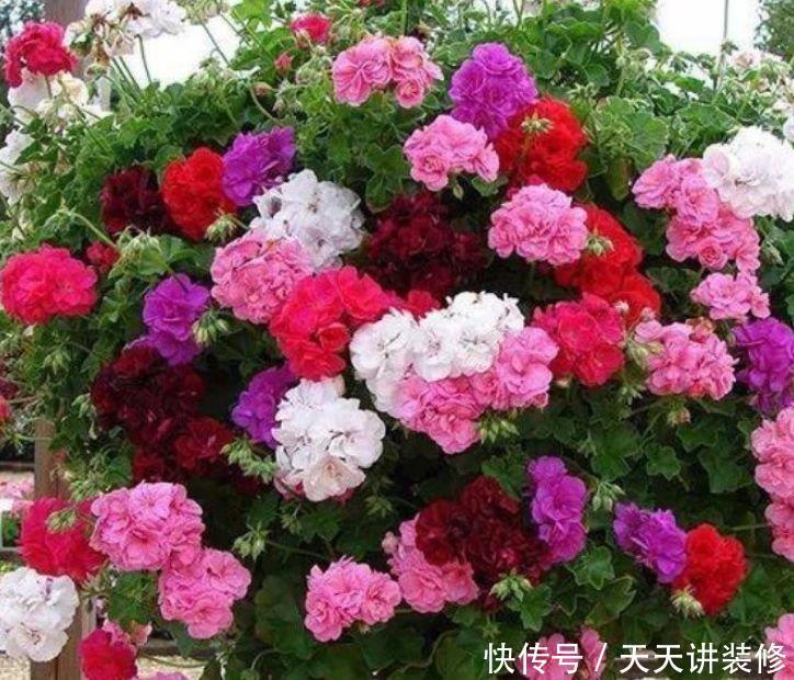 最适合新手养的4种花,家里养一盆,开花漂亮花期长,谁养谁喜欢