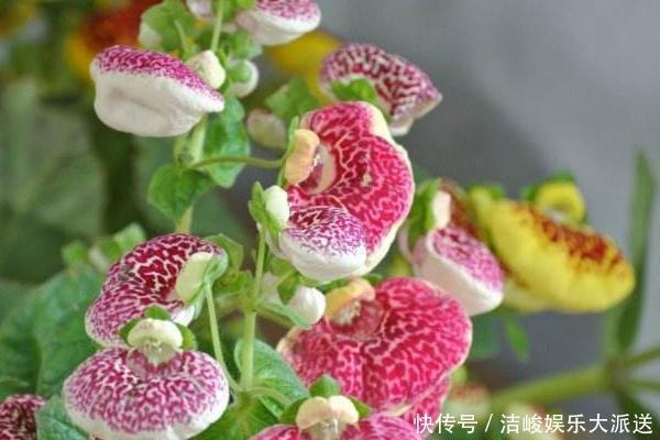 荷包花|此花是象征了富贵的花,就像是钱袋子一样,是财源滚滚的花