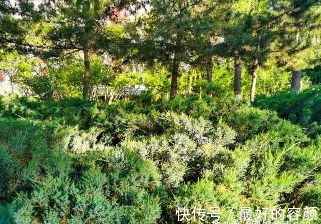 扁柏|旅行识花,它开花像花又似果,墓地陵园最多却少有人见过它