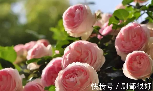 爬藤植物|花开一面墙,花落一路香,一棵爬藤植物的花海