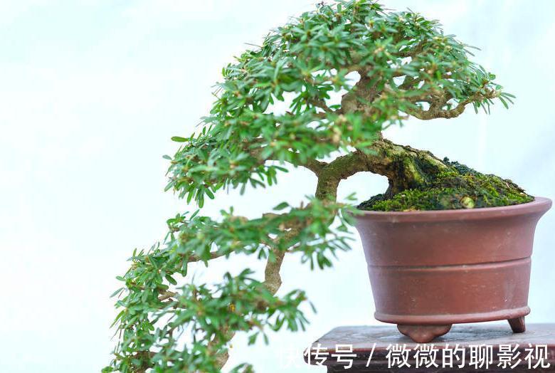 你对一盆二景三几架怎么看,为什么盆在景的前面,说说我的想法