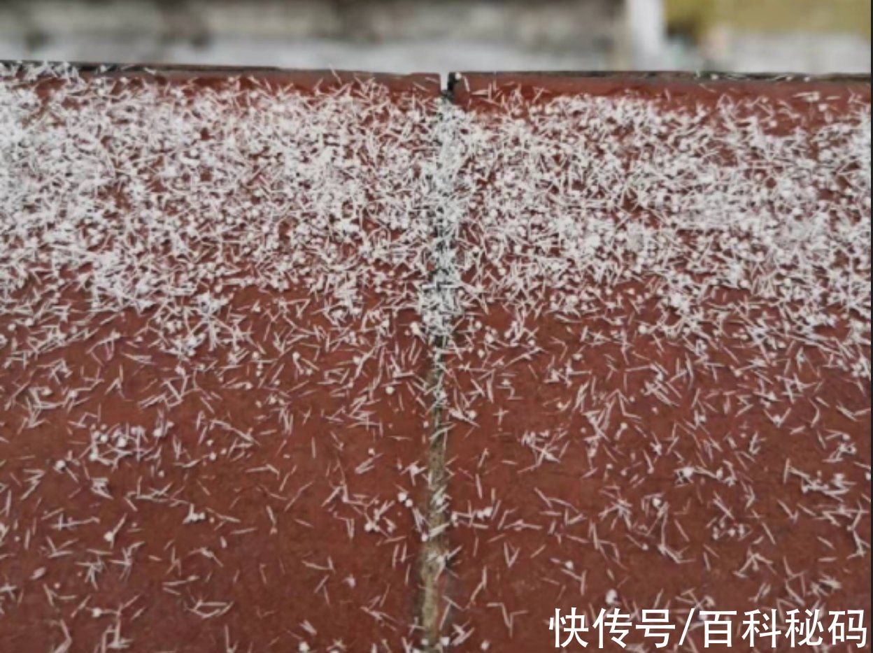 粮仓|河南降下“香米状”大雪，天上粮仓大开是福是祸？又因何形成呢？