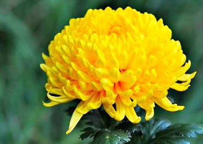 喜欢菊花，不如养盆“菊之珍品”，似芬芳燕舞，五彩缤纷