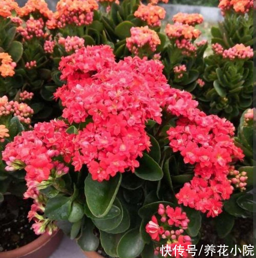 7种“低档花”,开花漂亮又好养,适合装饰阳台