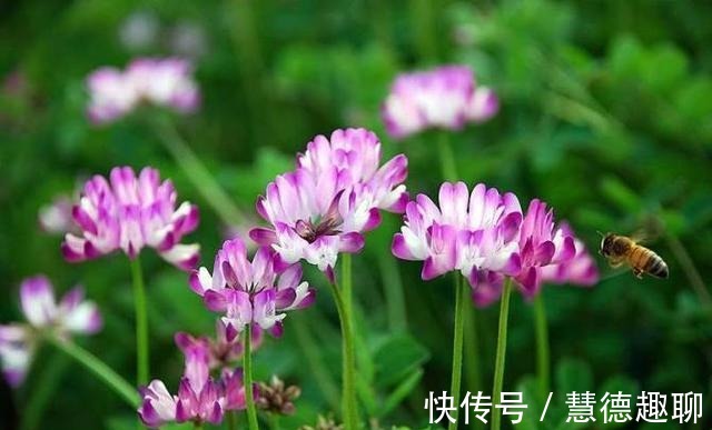 春天里|紫云英花——那是我的思乡之花