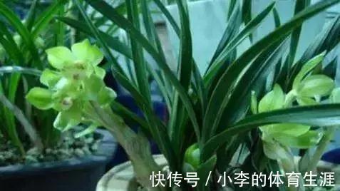 兰花|盆栽兰花，只要抓住它的“把柄”,开花不再是难事