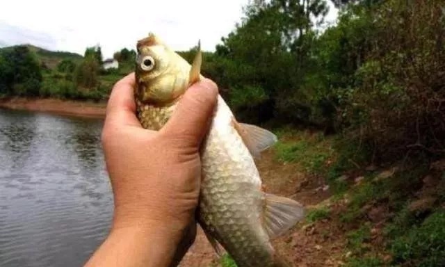 热天|蚯蚓钓鱼二十年,到现在才知,一半钓鱼人都忽视了这用法,包括你