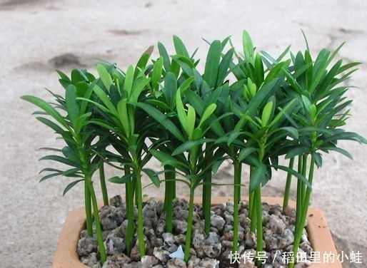 准备好入手罗汉松盆景了吗?罗汉松日常养护技巧!