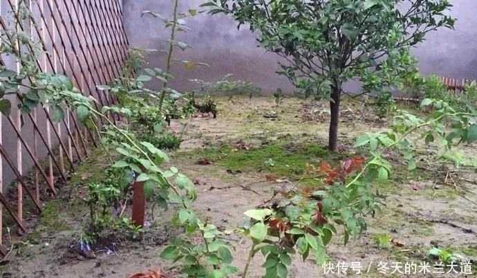 有机营养液|姑娘,其实你养月季的方法一直都是错误的,99%的人都不知道